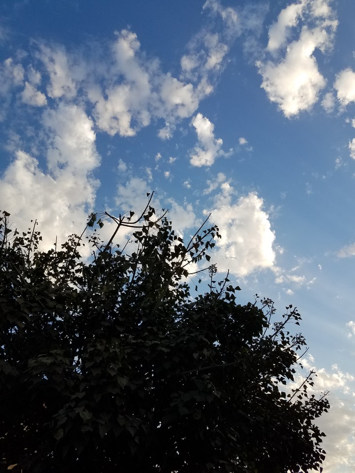 árbol