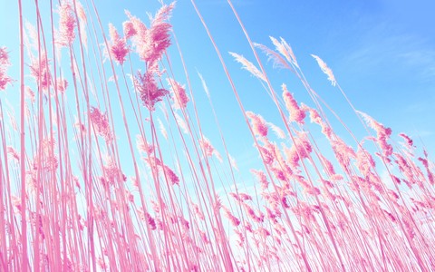 pink_spikes