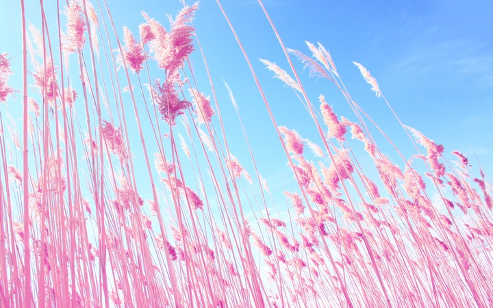 pink_spikes