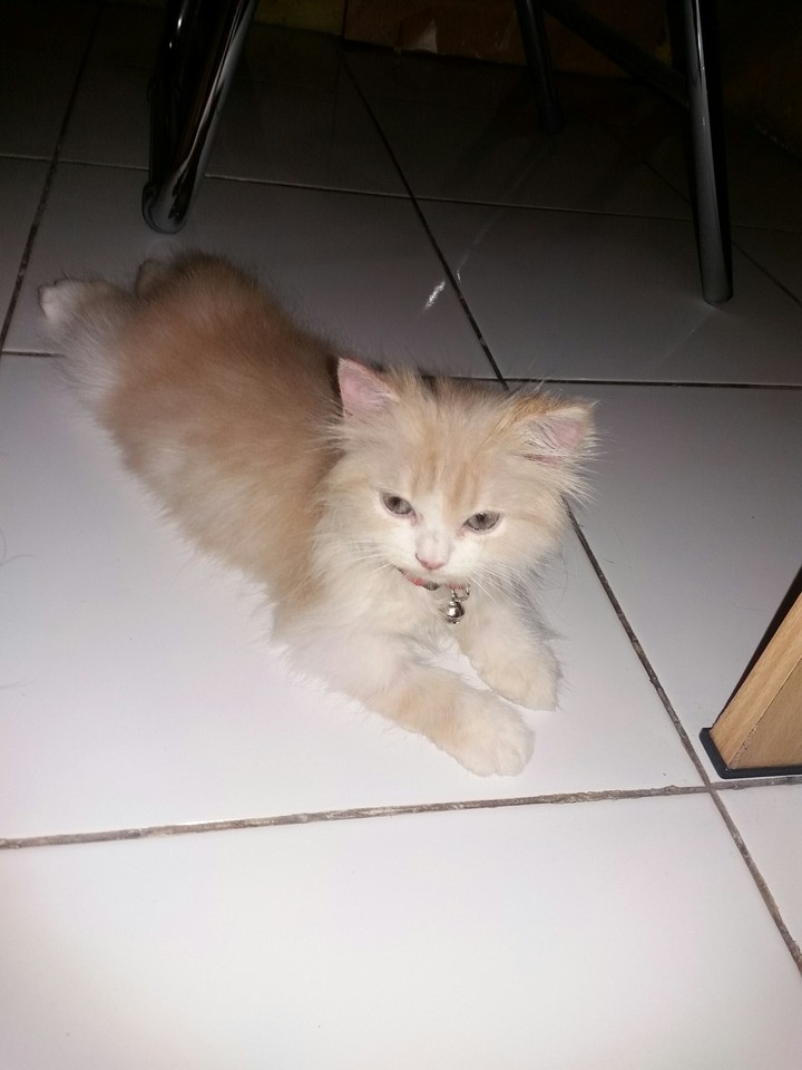 lovely kitten
