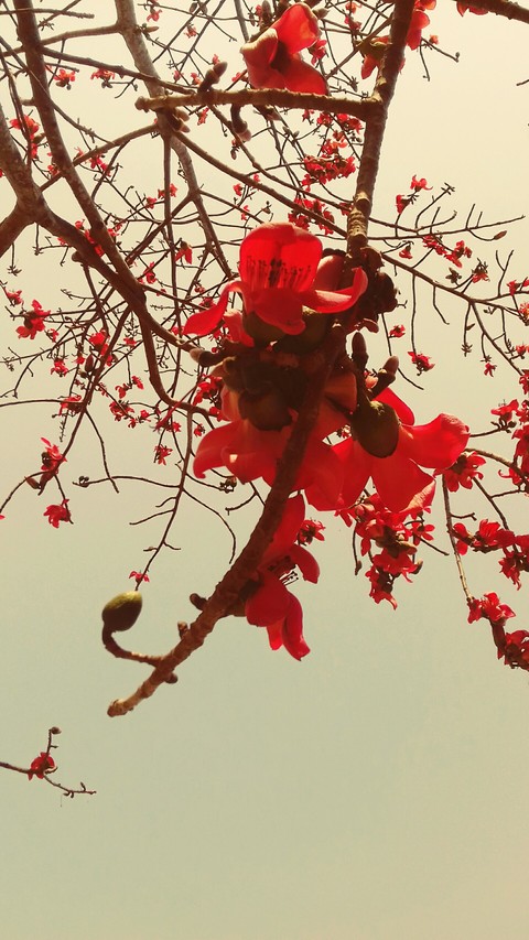 Flower Palash