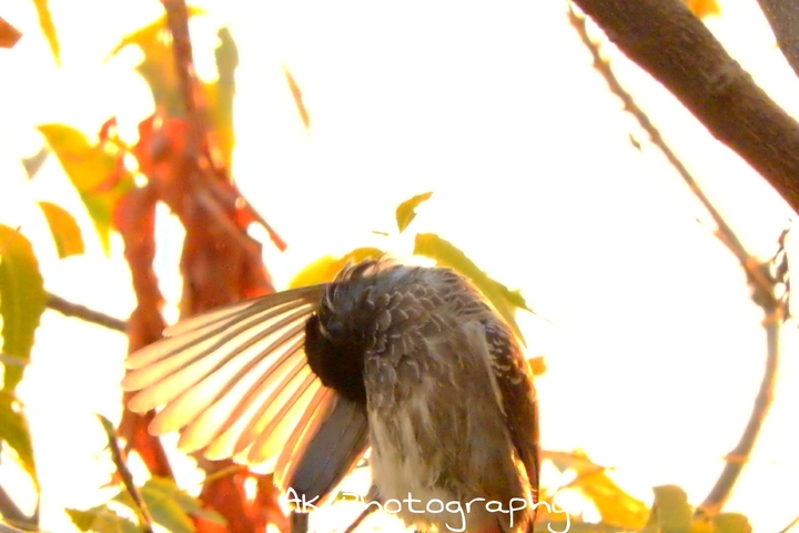 Shy bird