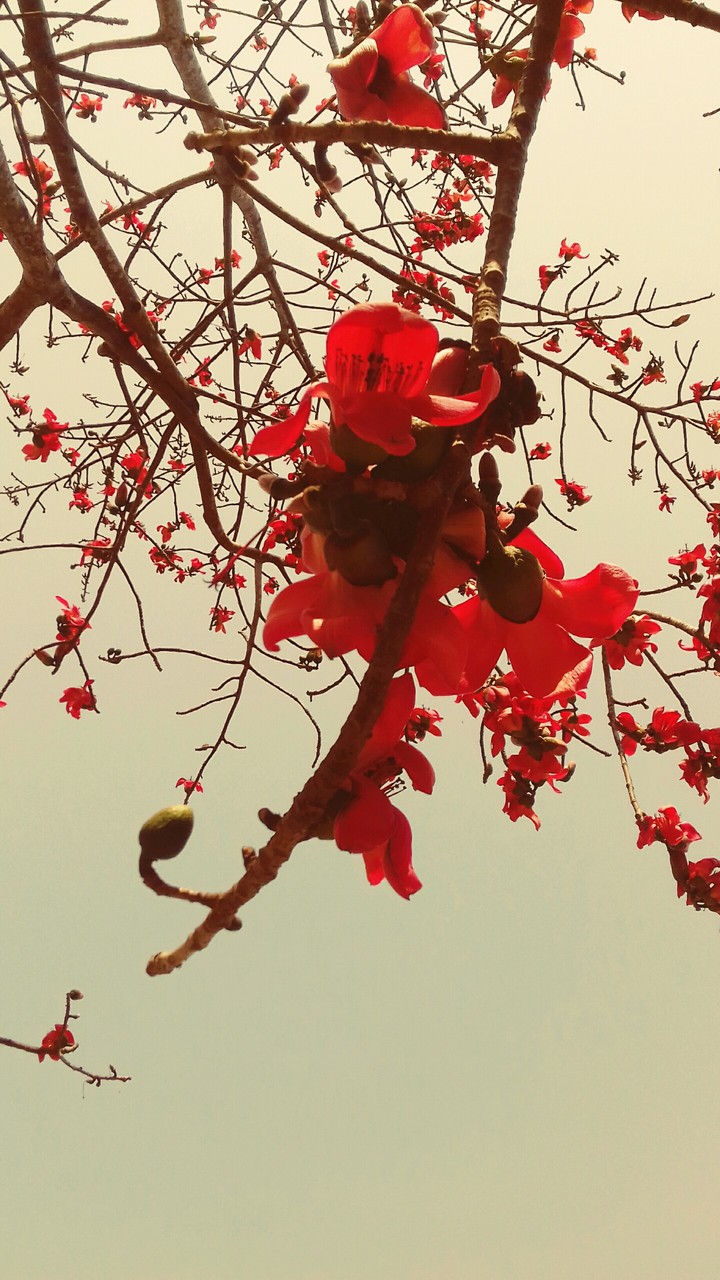 Flower Palash