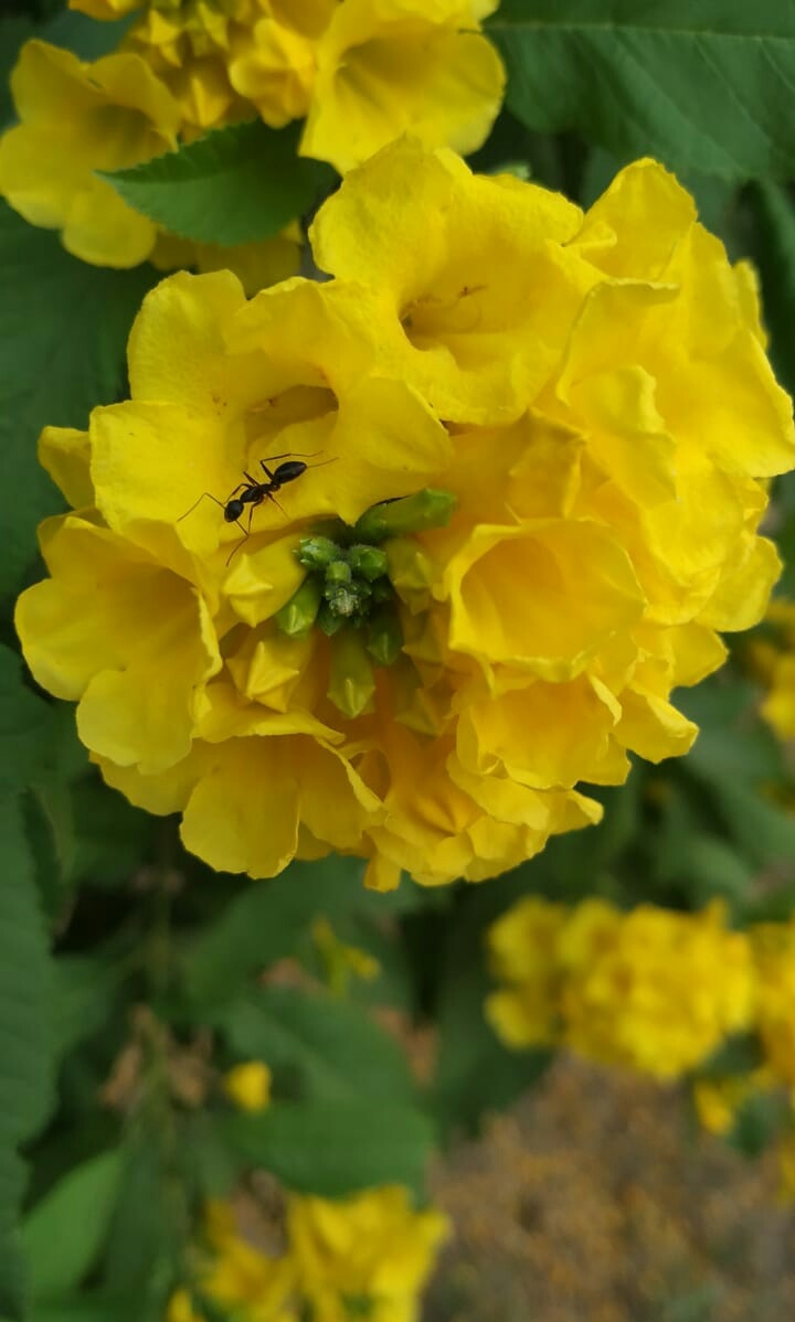 beautiful flowers