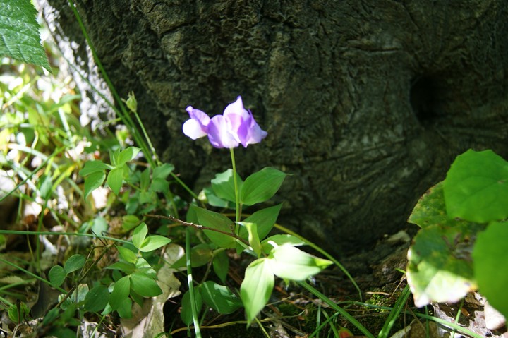 Atatürk arboretumu