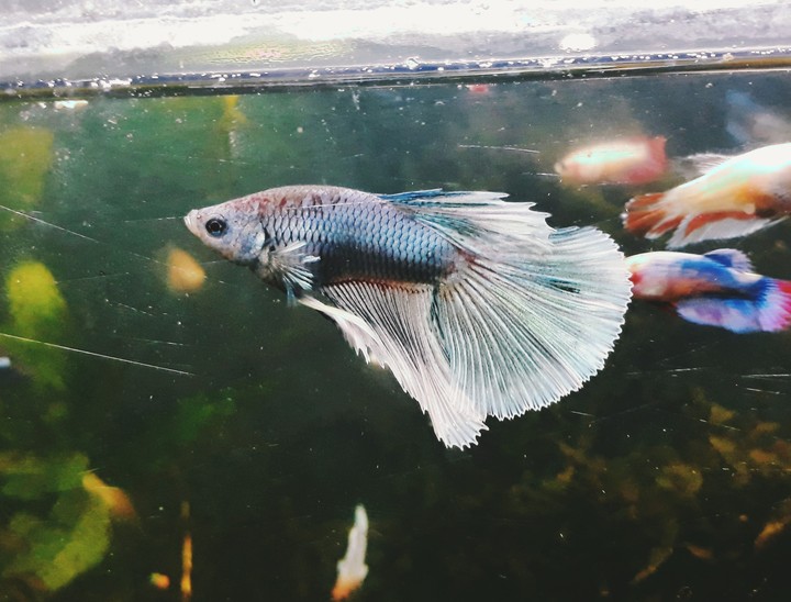betta