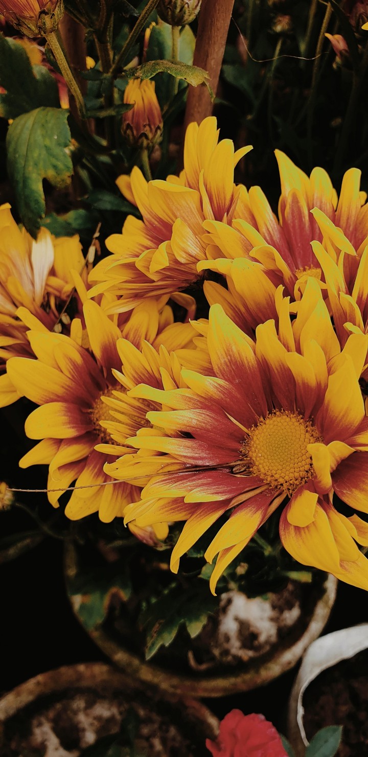 flowers