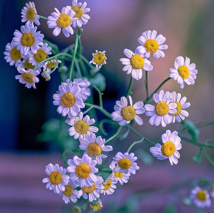 #flowers