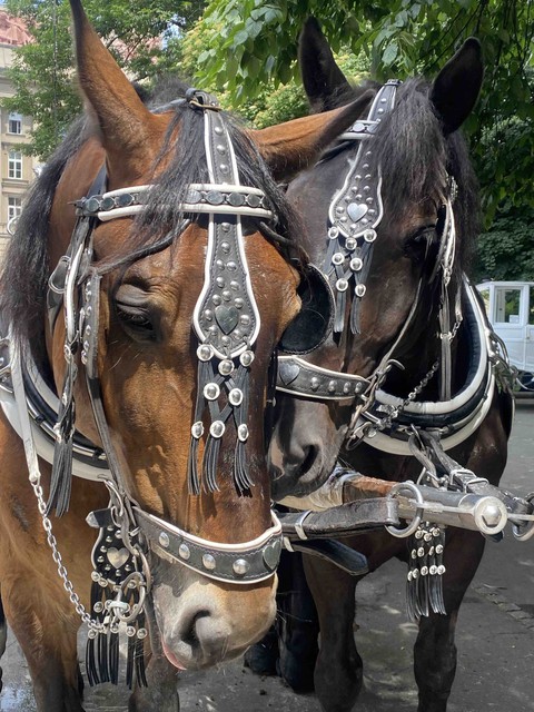 horses