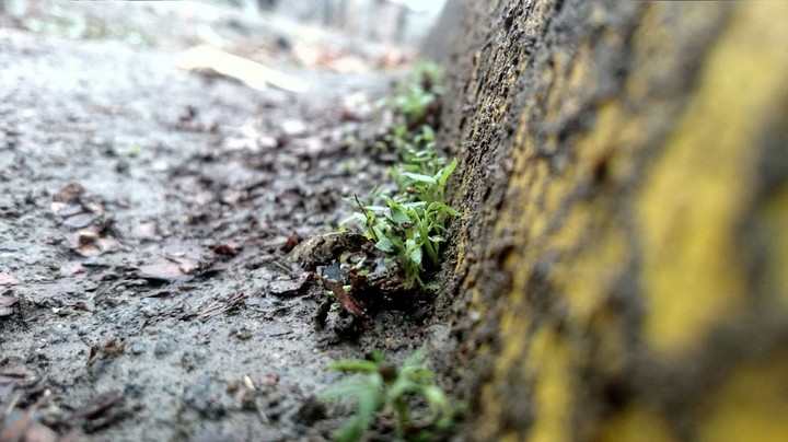 Grass