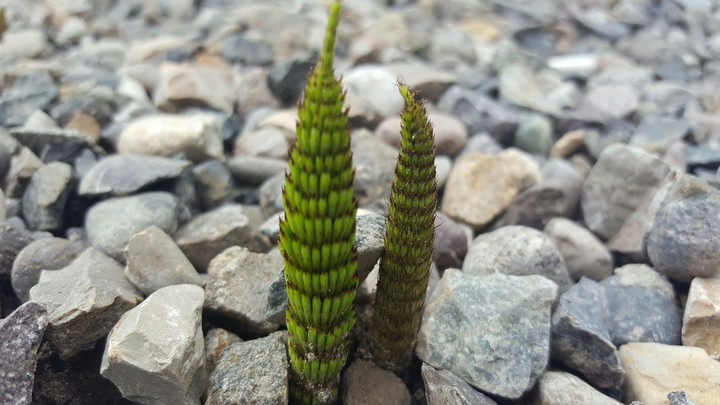 plants & stones