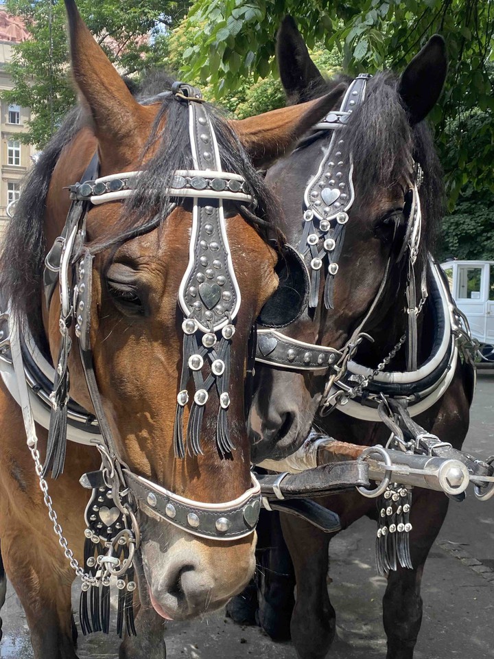 horses