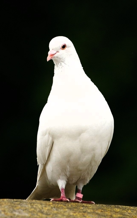 feather, 陸地動物桌布