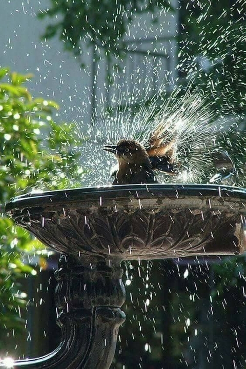 ταπετσαρίες beak, bird
