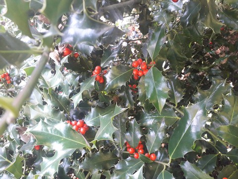 holly