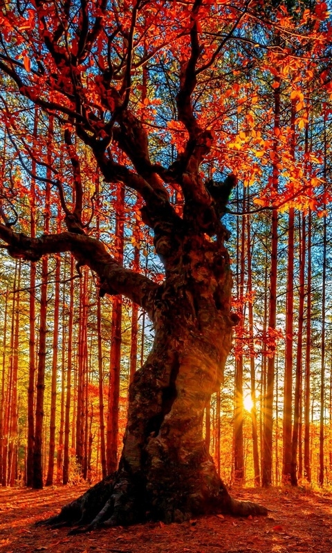 tree