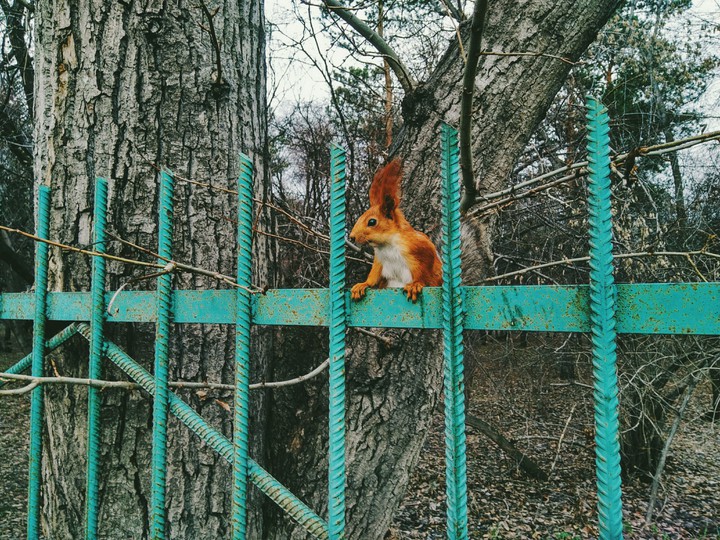 Белка