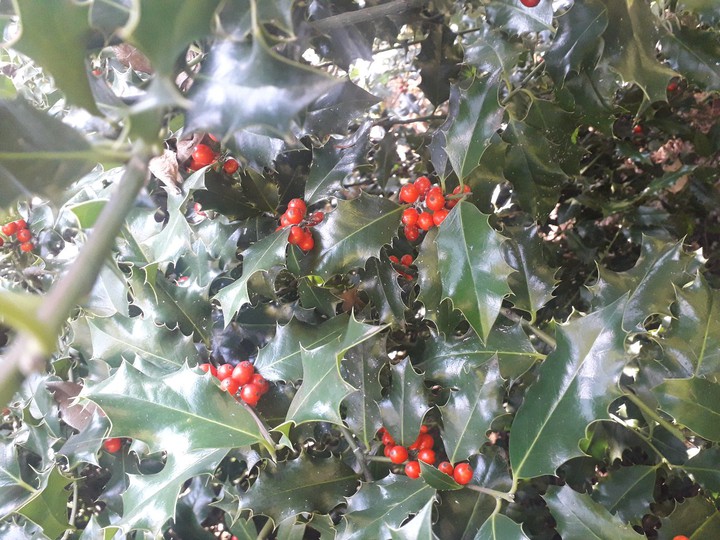 holly