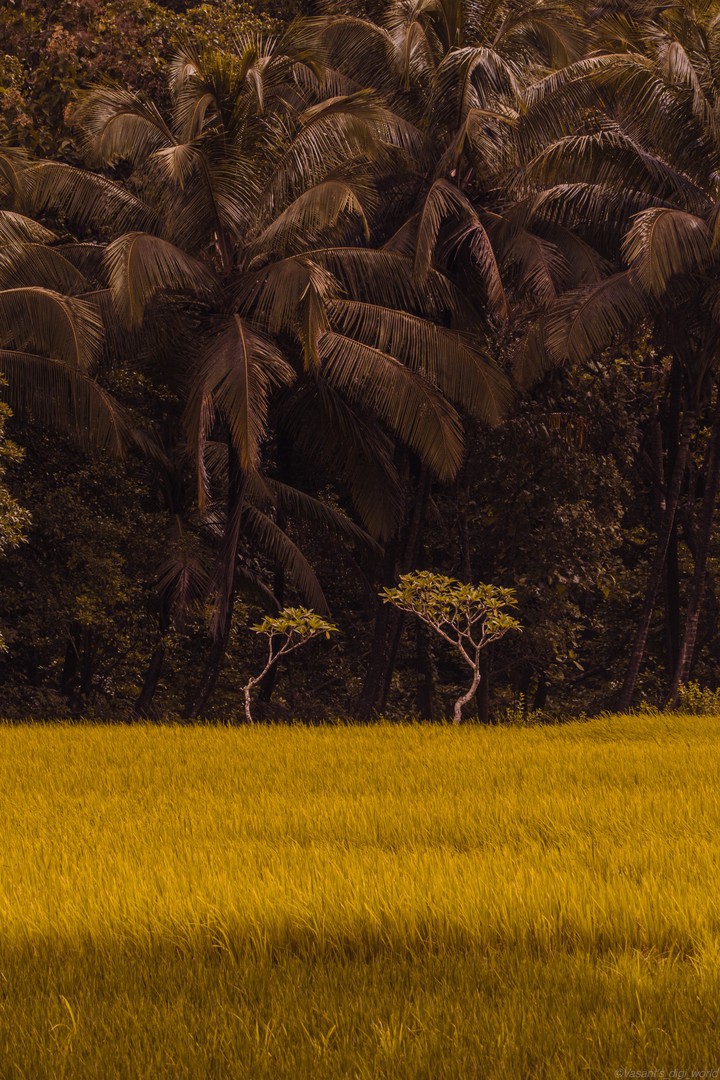 Village