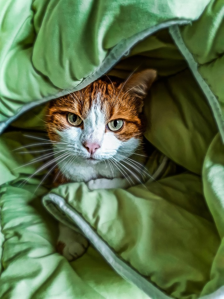 Love pets ?