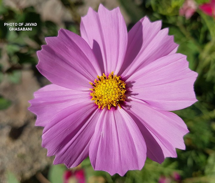 Flower