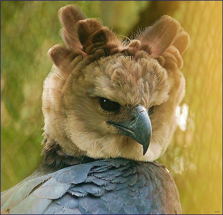 Harpy eagle - Aguila Arpía