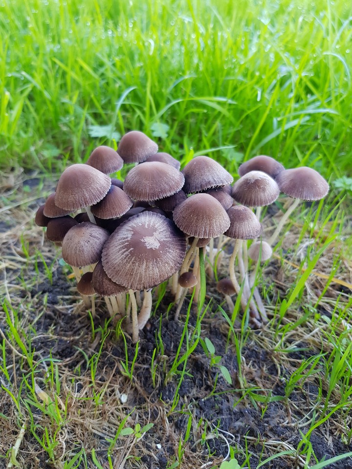 a mushroom cluster