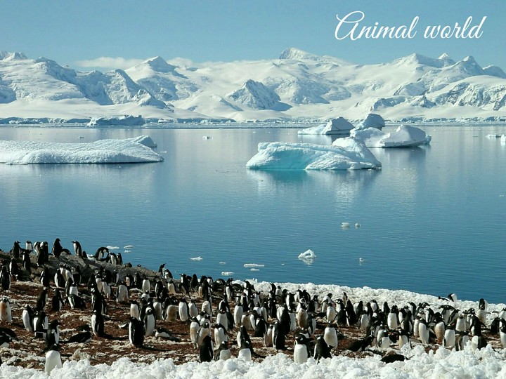 Animal world.