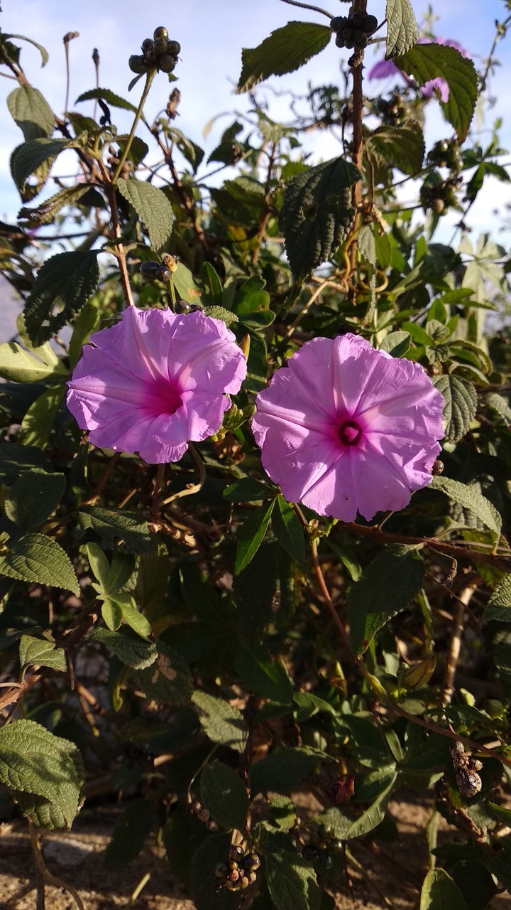 beautiful flowers
