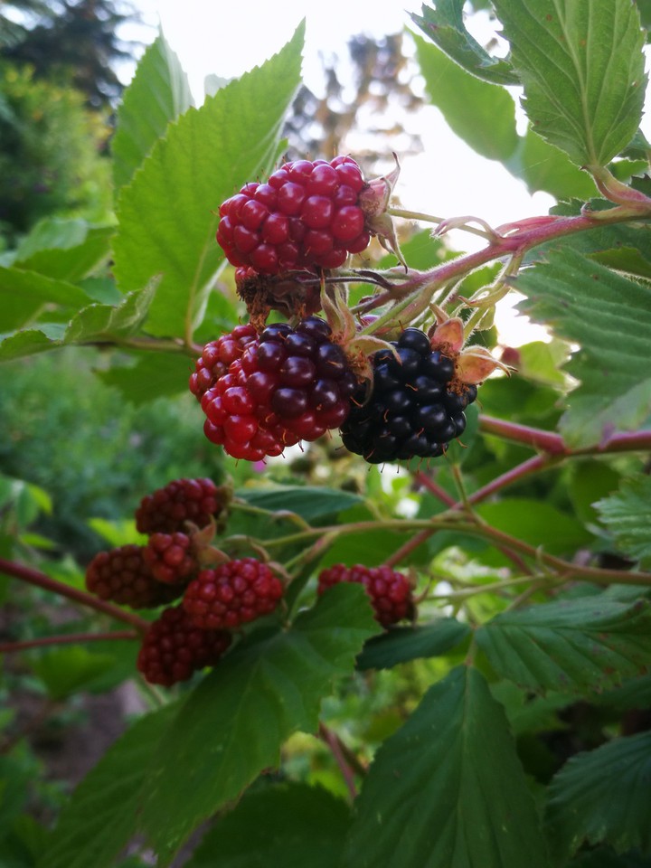 berrys