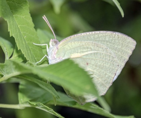 hình nền leptidea, insect