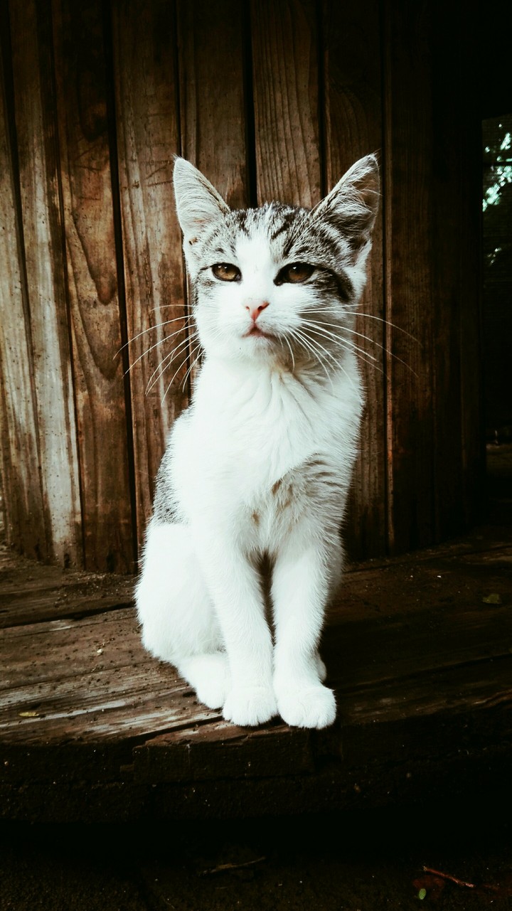 kitty