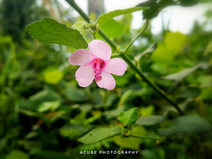 pink beauty