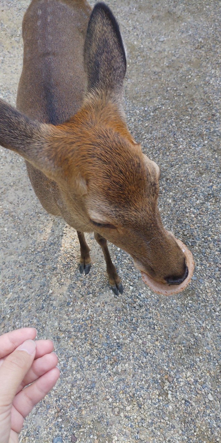鹿餅好吃