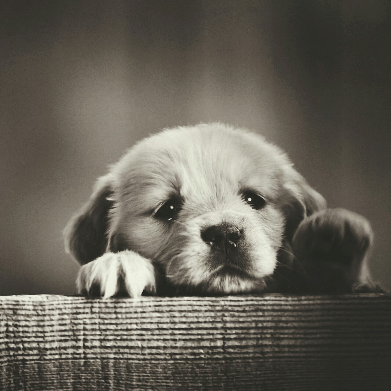 puppy