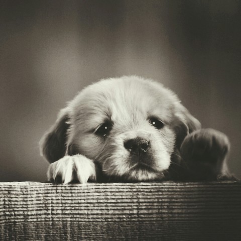 puppy