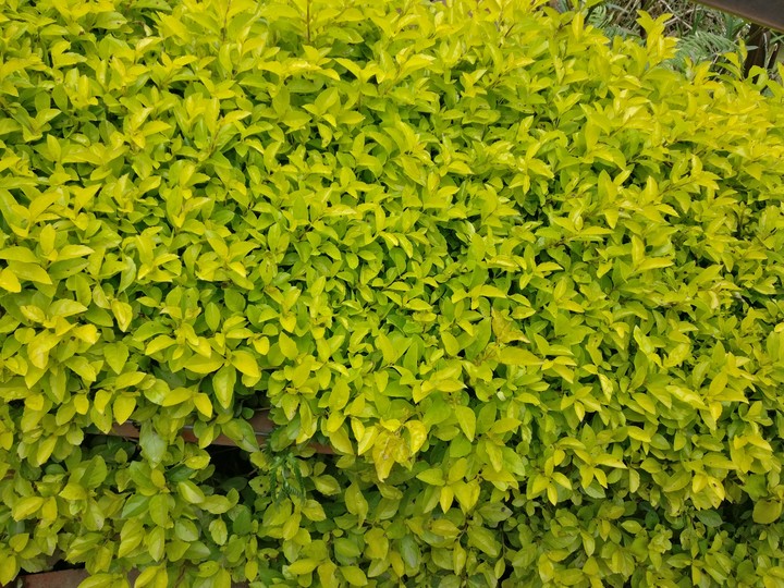 leaves