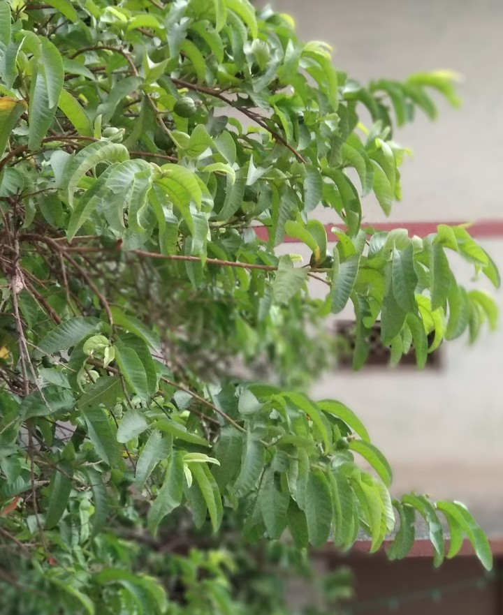 tree