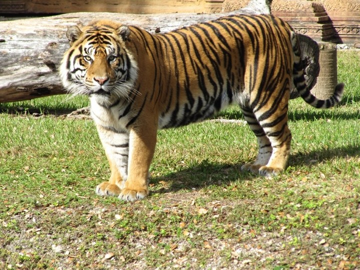 tiger