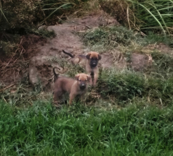 dogs