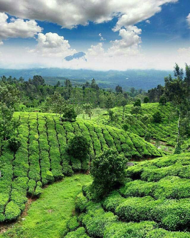 Tea farm