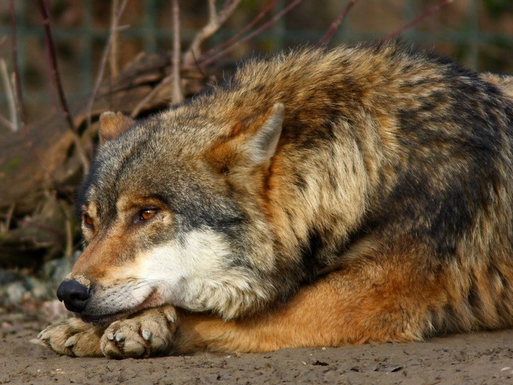 red wolf
