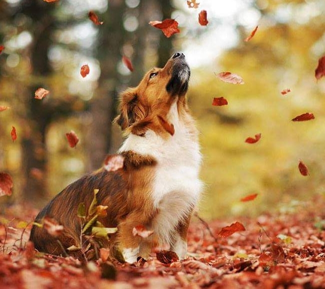 I Smell Fall