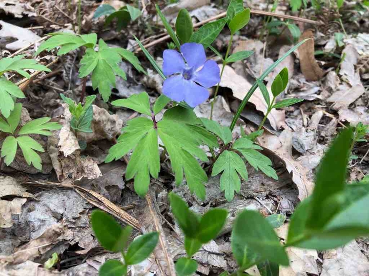 flower