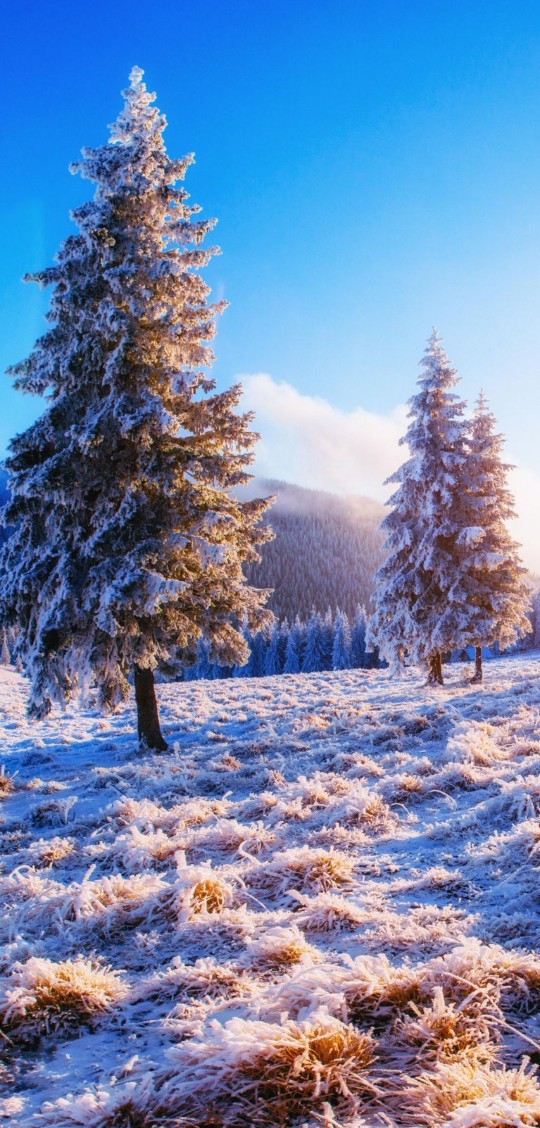 Nature ❄️❄️❄️