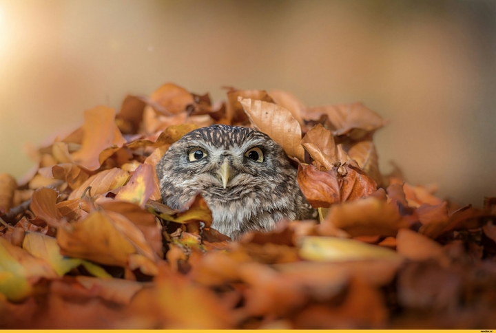 Owl in leaves