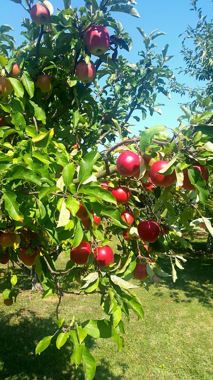 Apple Tree