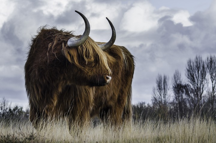 yak