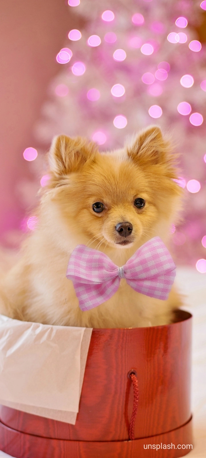 Doggy