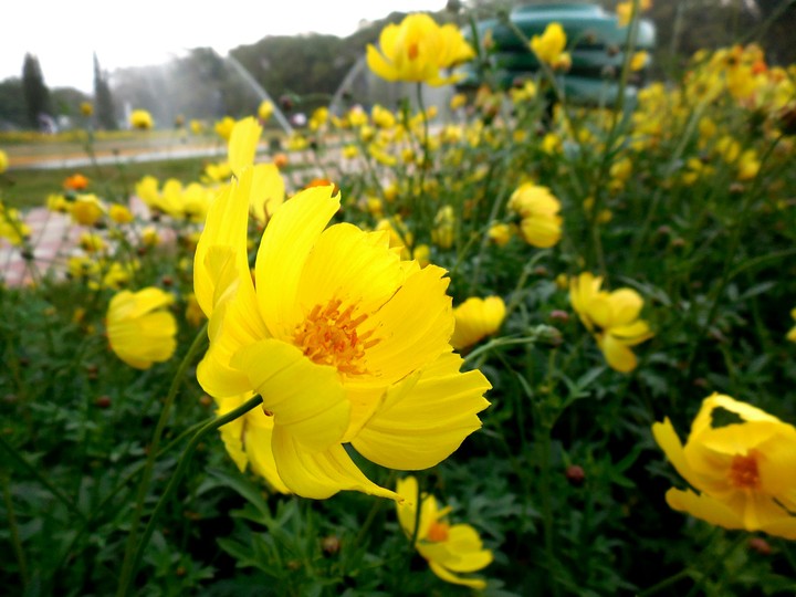 Brindaban Garden, Mysuru, India